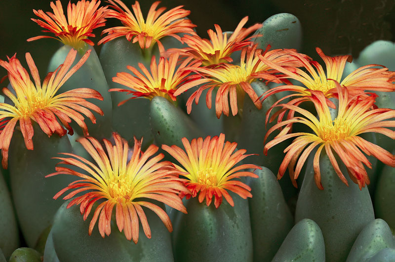 Conophytum subfenestratum